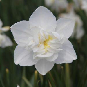 Narcizai "Snowball"