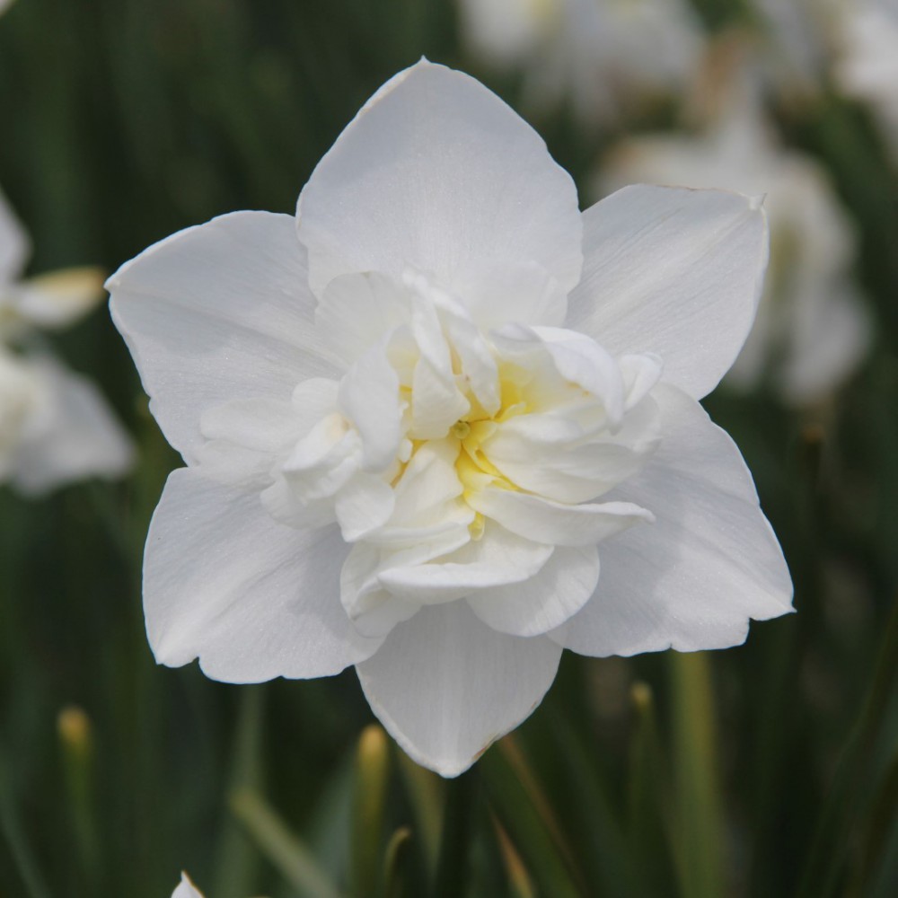 Narcizai "Snowball"