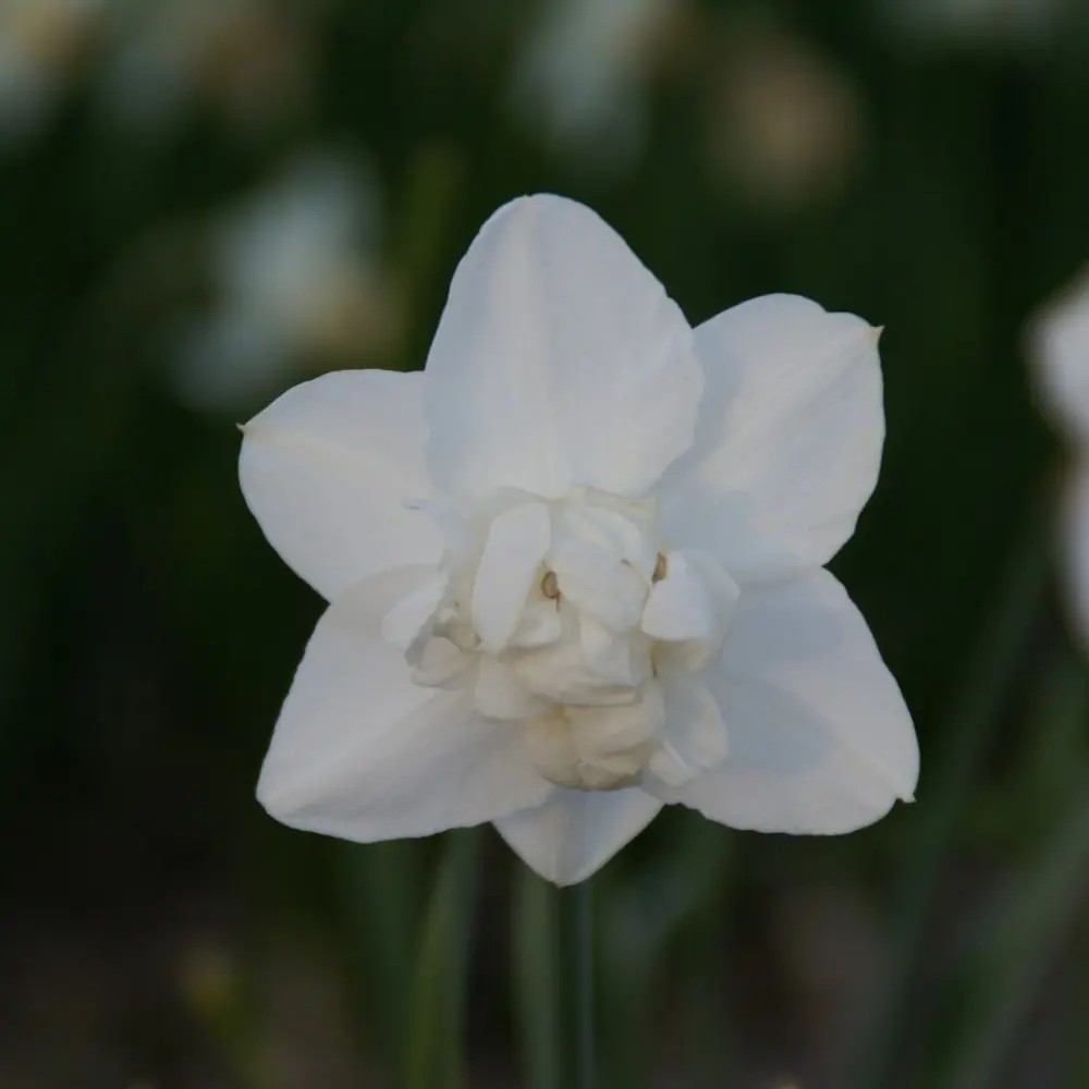 Narcizai "Snowball" - Image 2