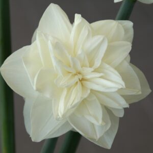 Narcizai "White Medal"