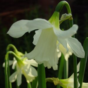 Narcizai "W.P. Milner"