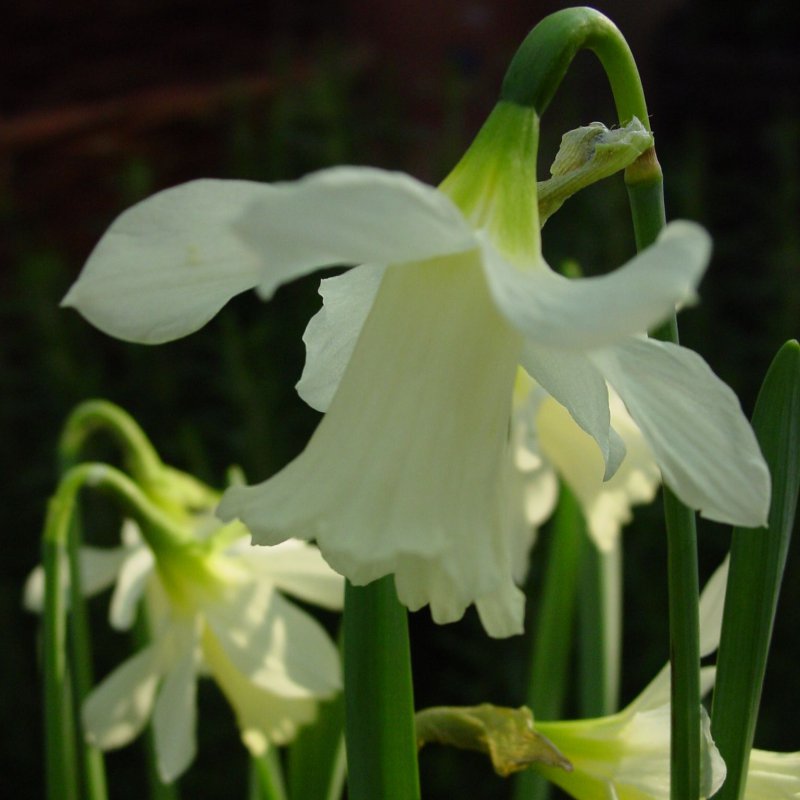 Narcizai "W.P. Milner"