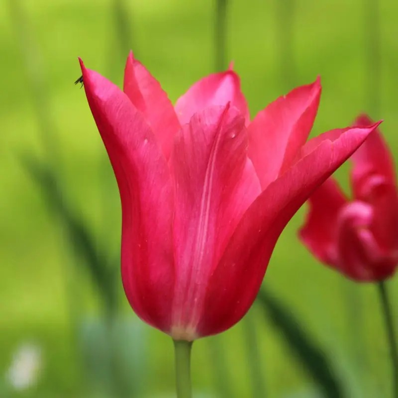 Tulpė "Mariette" - Image 2