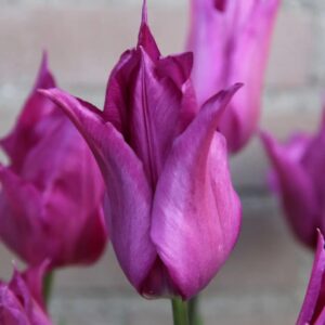 Tulpė "Purple Dream"