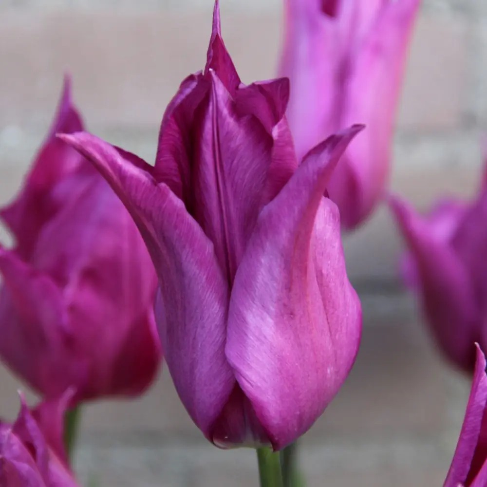 Tulpė "Purple Dream"