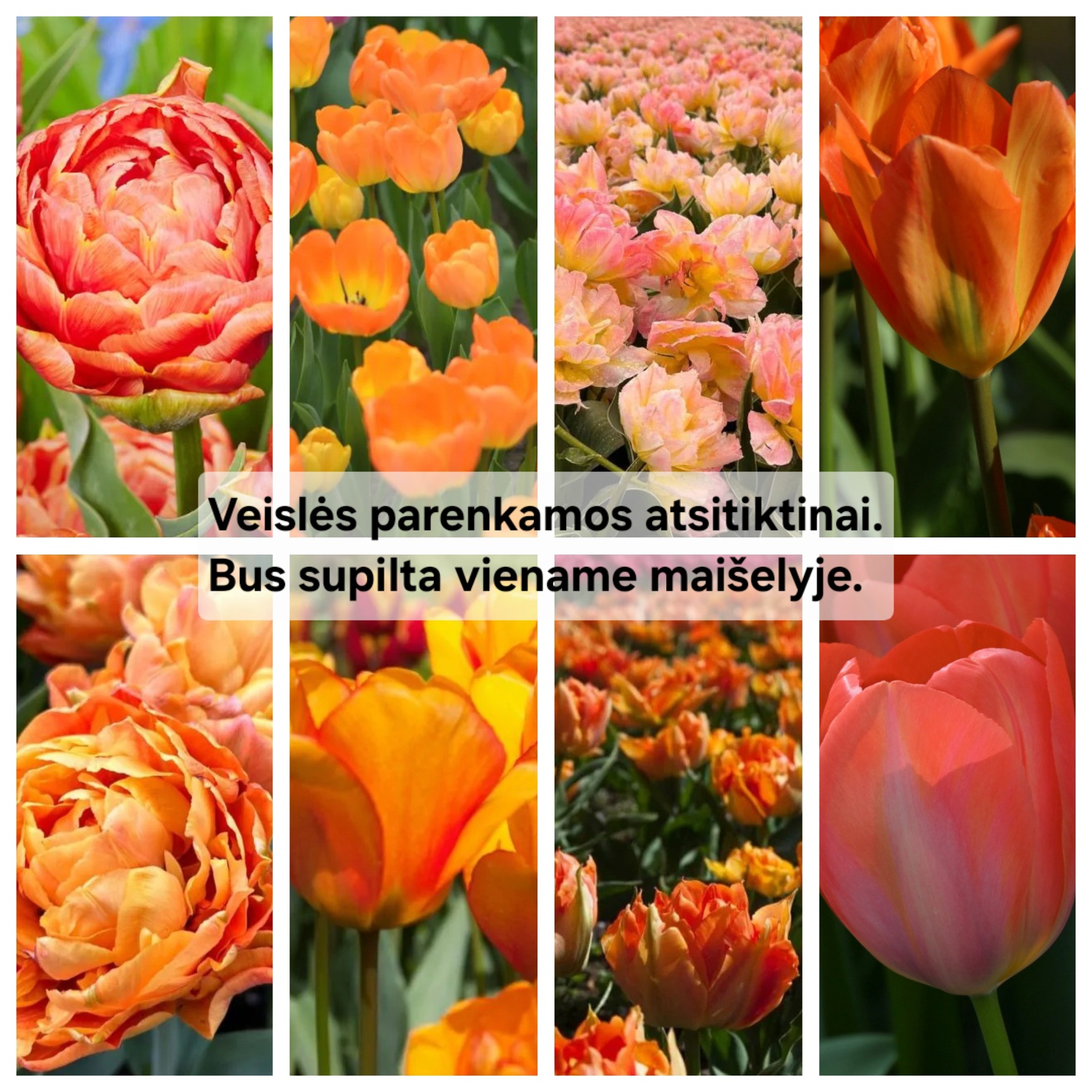 Oranžinių tulpių derinys